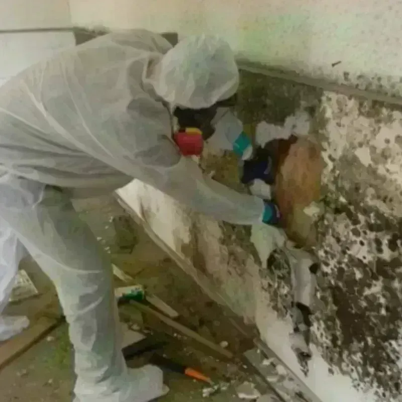 Mold Remediation and Removal in Glen Alpine, NC